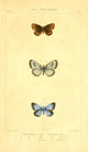 Histoire Naturelle des Lépidoptères Poster Print by J. Delarue