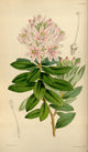 Curtis's Magazine 1849 Close-flowered Bejaria Poster Print