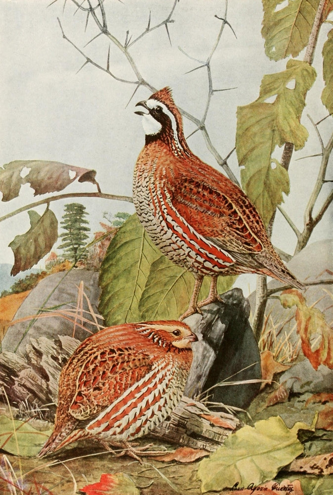 Birds of America 1923 Bob White Poster Print by L.A. Fuertes