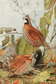 Birds of America 1923 Bob White Poster Print by L.A. Fuertes