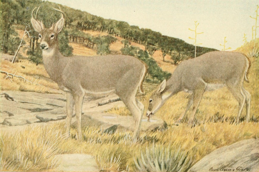 Arizona White-tailed Deer Poster Print from Wild Animals of North America by L.A. Fuertes