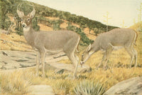 Arizona White-tailed Deer Poster Print from Wild Animals of North America by L.A. Fuertes