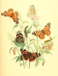 British Butterflies & Their Transformations fine art print showcasing butterfly species by Henry N. Humphreys.