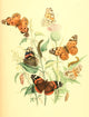 British Butterflies & Their Transformations fine art print showcasing butterfly species by Henry N. Humphreys.