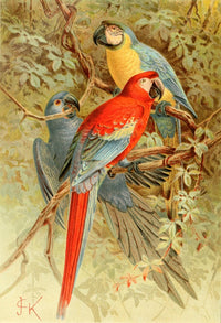 Royal Natural History 1893-1896 Macaws Poster Print by J.G. Keulemans