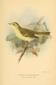 Birds of the British Islands 1885 Warbler Greenish Willow Poster Print by John G. Keulemans