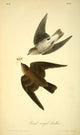 Rough-winged Swallow Poster Print from Birds of America by J.J. Audubon.