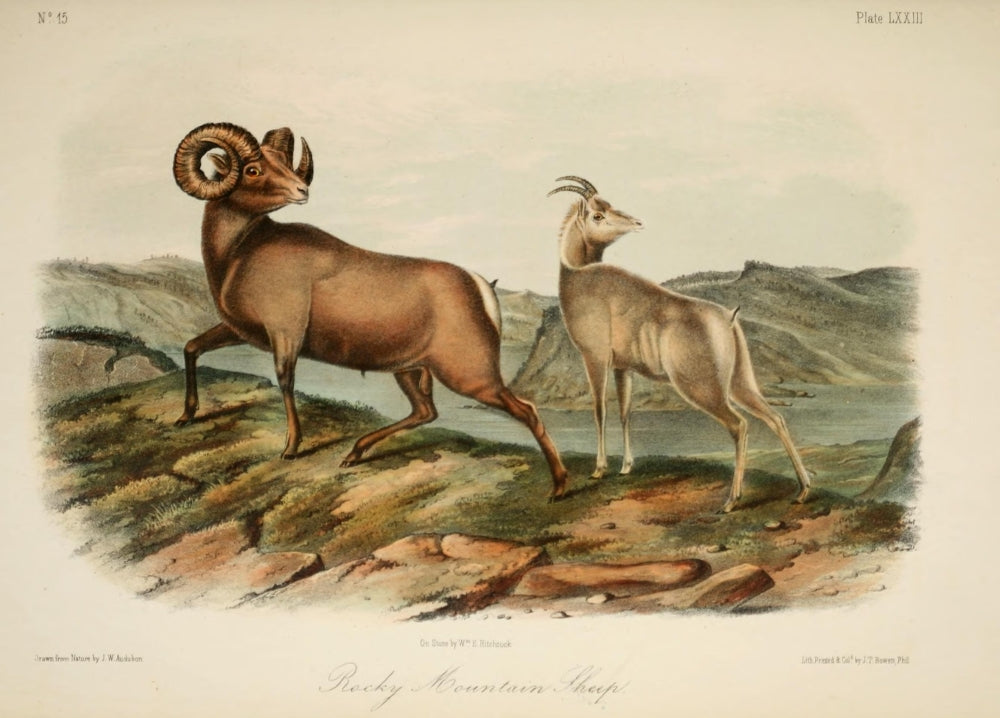 Rocky Mountain Sheep Poster Print by J.W. Audubon, Quadrupeds of North America series.
