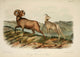 Rocky Mountain Sheep Poster Print by J.W. Audubon, Quadrupeds of North America series.