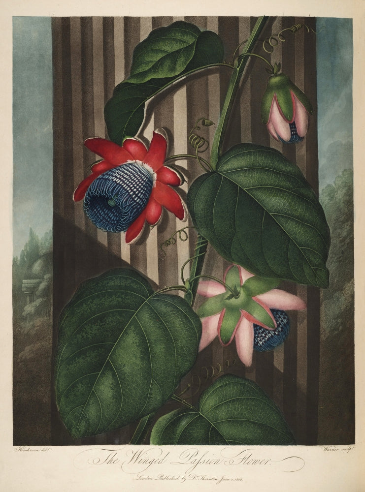 The Temple of Flora 1807 Winged Passion-flower Poster Print by Peter C. Henderson