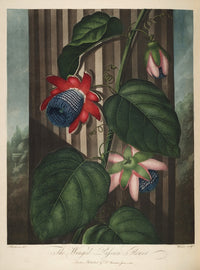 The Temple of Flora 1807 Winged Passion-flower Poster Print by Peter C. Henderson
