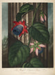 The Temple of Flora 1807 Winged Passion-flower Poster Print by Peter C. Henderson