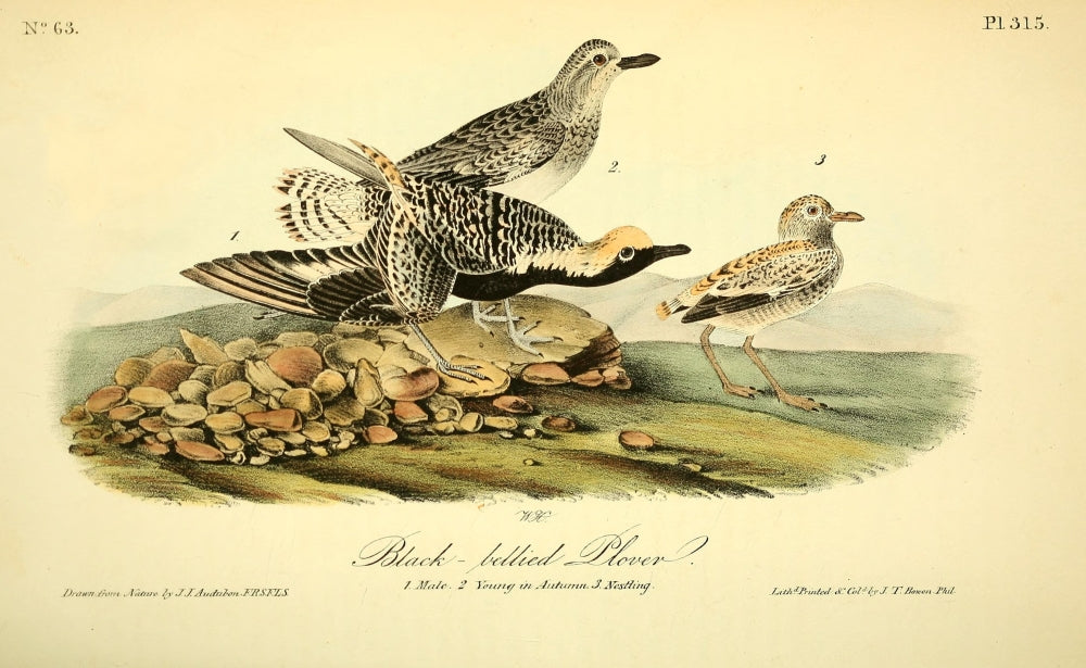 Black-bellied Plover Poster Print from Birds of America by J.J. Audubon