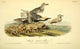 Black-bellied Plover Poster Print from Birds of America by J.J. Audubon