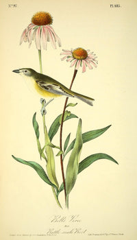 Birds of America 1844 Bell's Vireo Art Print by J.J. Audubon