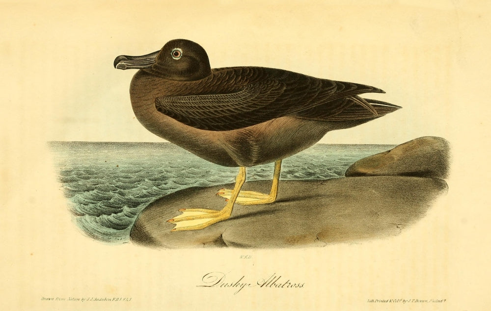 Dusky Albatross Poster Print from Birds of America by J.J. Audubon