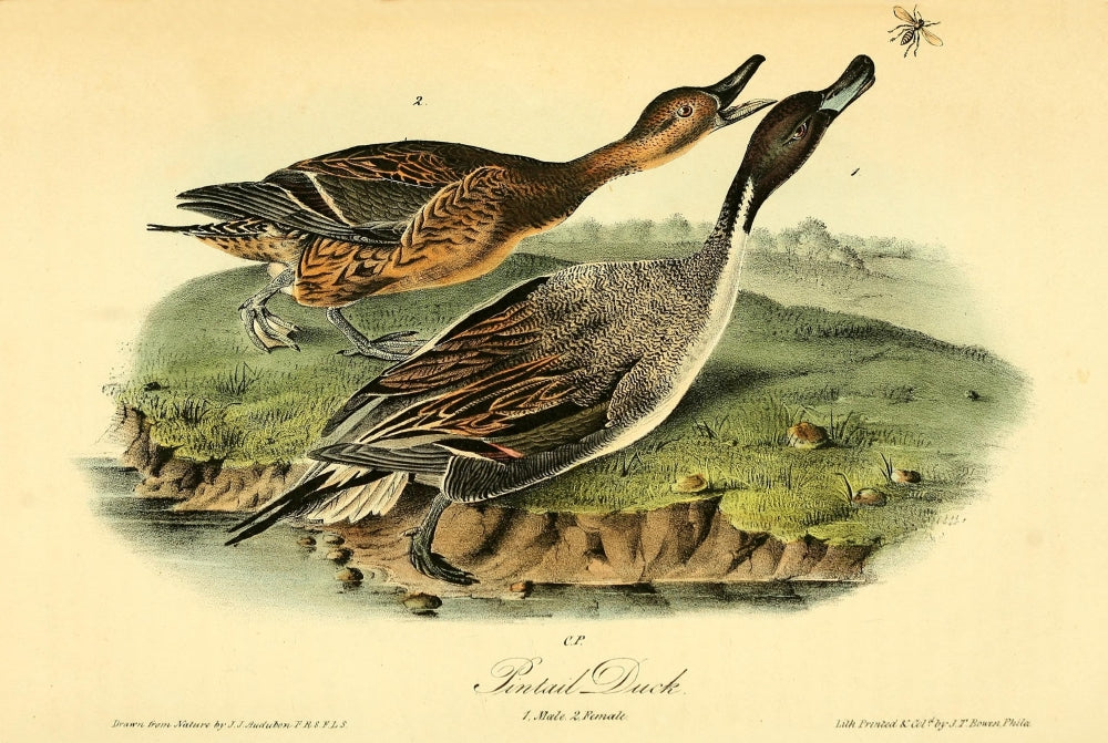 Pintail Duck Poster Print from the Birds of America series by John James Audubon.