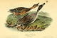Pintail Duck Poster Print from the Birds of America series by John James Audubon.