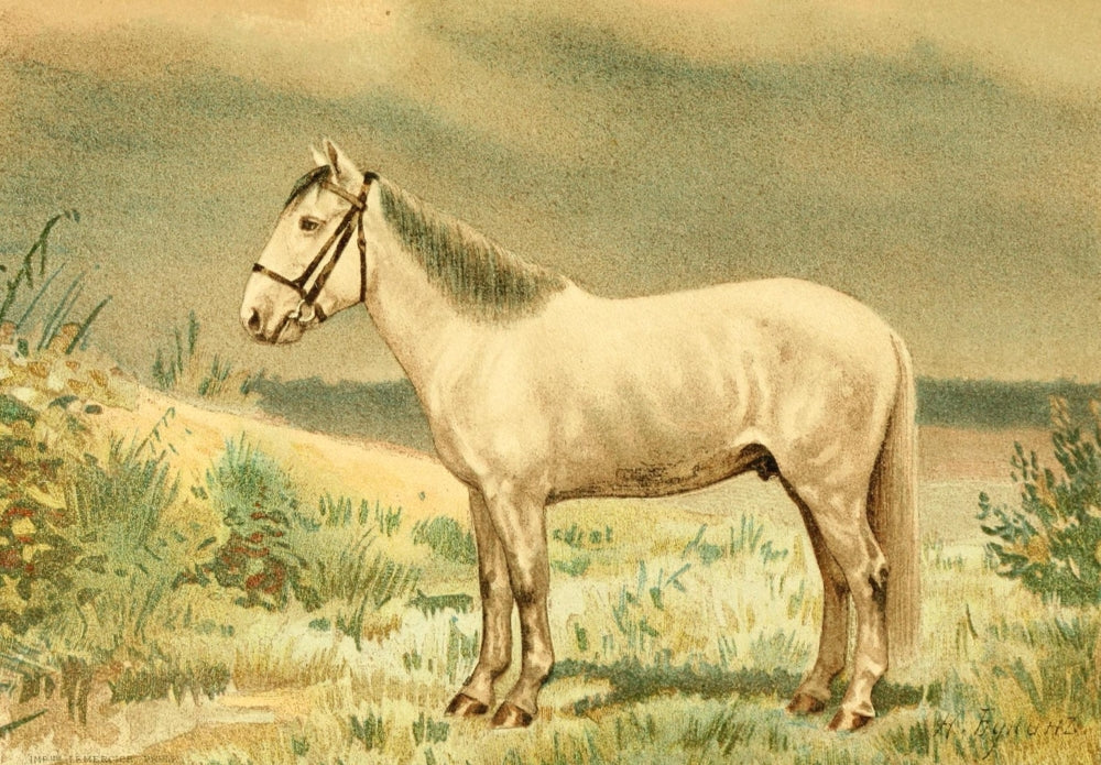 Les Races Chevalines 1894 Bachkir Poster Print by M. Bounine showcasing a graceful horse.
