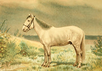 Les Races Chevalines 1894 Bachkir Poster Print by M. Bounine showcasing a graceful horse.