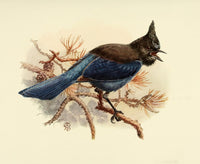Birds of California 1923 Blue-fronted Jay Poster Print by A. Brooks