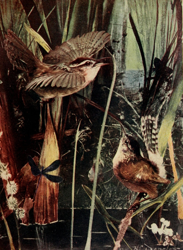 Bird Neighbors Marsh Wren Poster Print by Henry C. Denslow