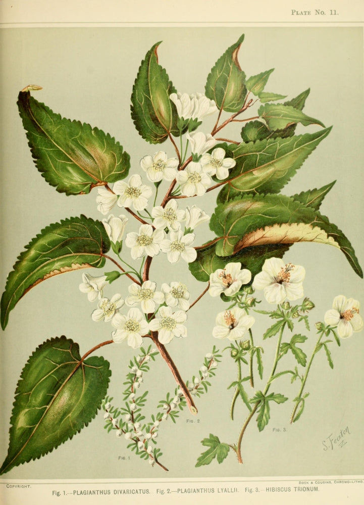 New Zealand Flora 1889 Plagianthus Poster Print by S.A. Featon