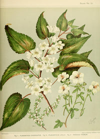 New Zealand Flora 1889 Plagianthus Poster Print by S.A. Featon
