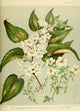 New Zealand Flora 1889 Plagianthus Poster Print by S.A. Featon