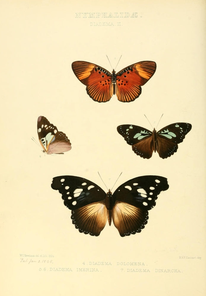 Exotic Butterflies 1866 Diadema 2 Art Print by W. Chapman Hewitson showcasing vibrant colors and intricate details.