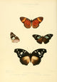 Exotic Butterflies 1866 Diadema 2 Art Print by W. Chapman Hewitson showcasing vibrant colors and intricate details.