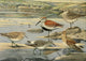 Birds of Massachusetts Sandpipers Poster Print by L.A. Fuertes, showcasing beautiful sandpipers.