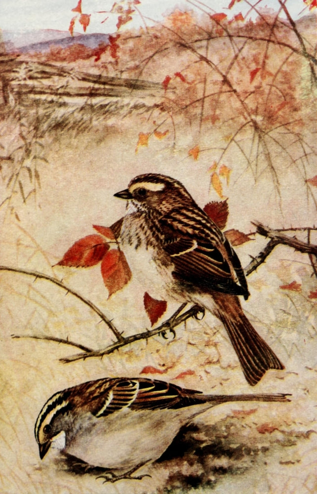 White-throated Sparrow Poster Print by R.B. Horsfall showcasing vibrant colors and details.