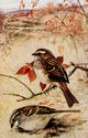 White-throated Sparrow Poster Print by R.B. Horsfall showcasing vibrant colors and details.