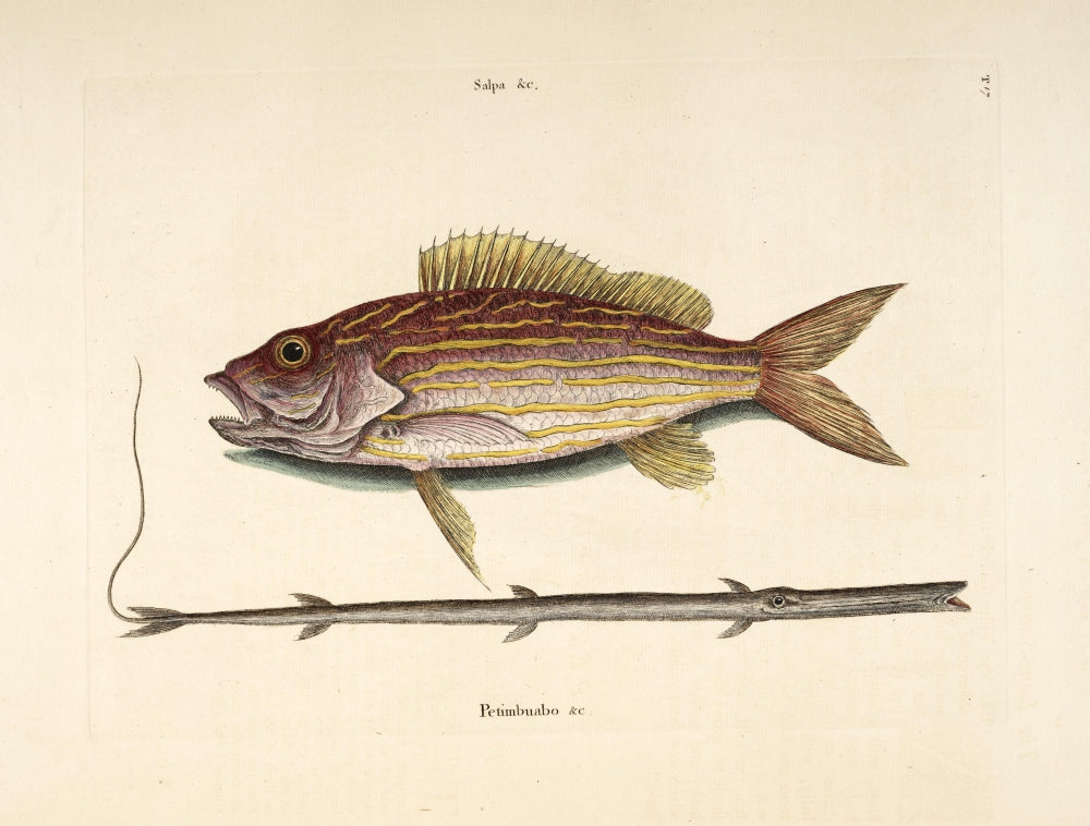 Snapper Tobacco-pipe Poster Print by Mark Catesby showcasing a detailed illustration of a snapper.