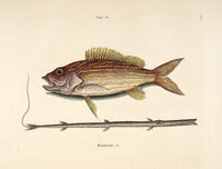 Snapper Tobacco-pipe Poster Print by Mark Catesby showcasing a detailed illustration of a snapper.