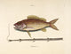 Snapper Tobacco-pipe Poster Print by Mark Catesby showcasing a detailed illustration of a snapper.