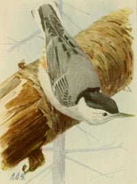 Book of Birds 1918 White-breasted Nuthatch Poster Print by L.A. Fuertes