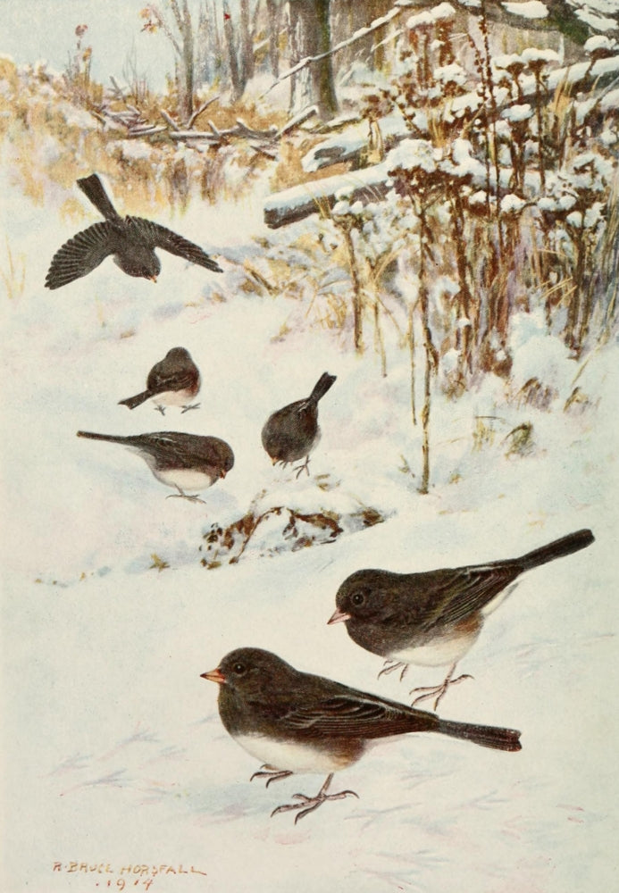 Bird Lore 1918 Slate-Coloured Junco Poster Print by Robert Bruce Horsfall