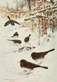 Bird Lore 1918 Slate-Coloured Junco Poster Print by Robert Bruce Horsfall