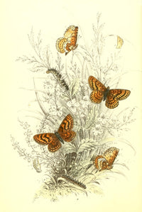 Genera & Species of Butterflies - Fritillaries Poster Print by Henry N. Humphreys