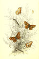 Genera & Species of Butterflies - Fritillaries Poster Print by Henry N. Humphreys