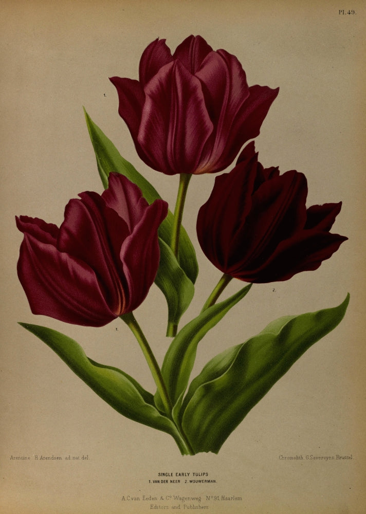 Haarlem's Flora 1872 Single Early Tulips Poster Print by Arentine H. Arendsen