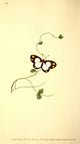 Charmione Butterfly Poster Print from Naturalist's Repository 1824 by E. Donovan