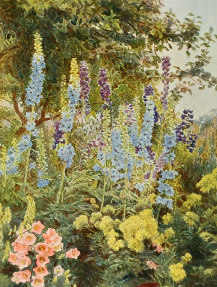 Old Fashioned Flowers 1906 Larkspur Poster Print by George S. Elgood