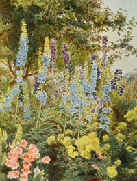 Old Fashioned Flowers 1906 Larkspur Poster Print by George S. Elgood