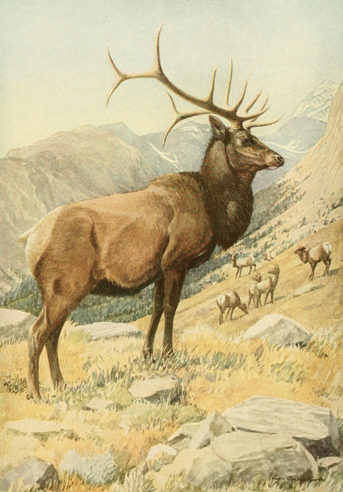 Wapiti or American Elk Poster Print by L.A. Fuertes 1918