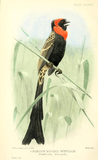 Bird Notes Crimson-winged Whydah Poster Print by H. Goodchild