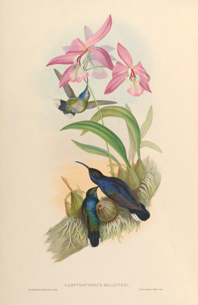 Trochilidae Campylopterus Delattrei Poster Print by John Gould