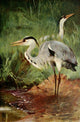 Wild Life of the World Heron Poster Print by F.W. Kuhnert